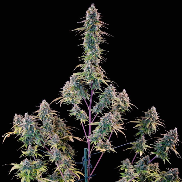 Gelato 44 - ROYAL QUEEN SEEDS X TYSON 2.0 | TanieSianie.pl
