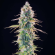 Gelato 44 - ROYAL QUEEN SEEDS X TYSON 2.0 | TanieSianie.pl