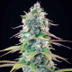 Gelato 44 - ROYAL QUEEN SEEDS X TYSON 2.0 | TanieSianie.pl