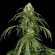 Super Silver - DINAFEM | TanieSianie.pl
