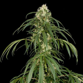 Super Silver - DINAFEM | TanieSianie.pl
