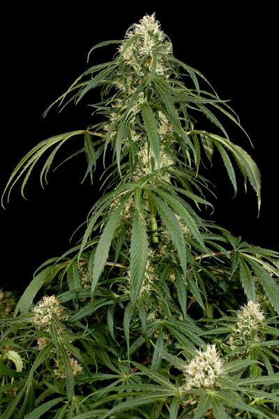 Super Silver - DINAFEM | TanieSianie.pl