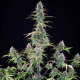 Gelato 44 - ROYAL QUEEN SEEDS X TYSON 2.0 | TanieSianie.pl