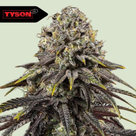 Dynamite Diesel - ROYAL QUEEN SEEDS X TYSON 2.0 | TanieSianie.pl