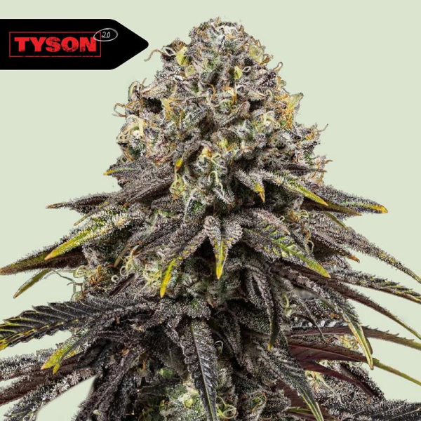 Dynamite Diesel - ROYAL QUEEN SEEDS X TYSON 2.0 | TanieSianie.pl
