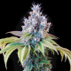 Dynamite Diesel - ROYAL QUEEN SEEDS X TYSON 2.0 | TanieSianie.pl
