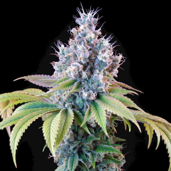 Dynamite Diesel - ROYAL QUEEN SEEDS X TYSON 2.0 | TanieSianie.pl