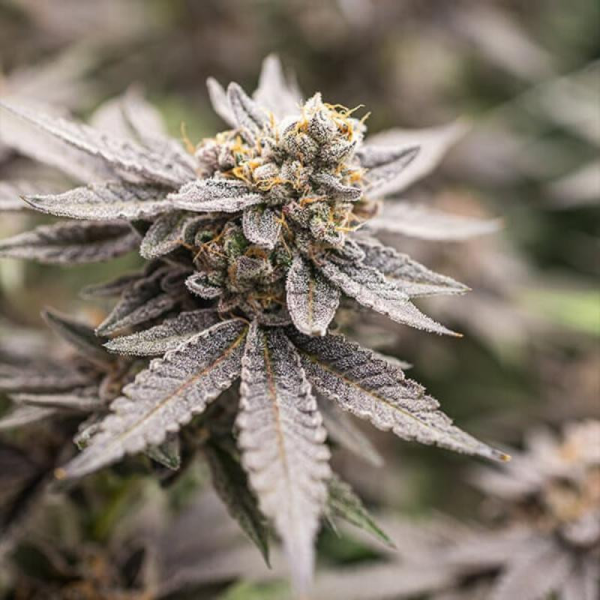 Dynamite Diesel - ROYAL QUEEN SEEDS X TYSON 2.0 | TanieSianie.pl