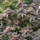 Dynamite Diesel - ROYAL QUEEN SEEDS X TYSON 2.0 | TanieSianie.pl