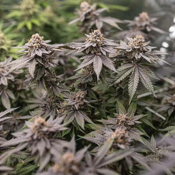 Dynamite Diesel - ROYAL QUEEN SEEDS X TYSON 2.0 | TanieSianie.pl