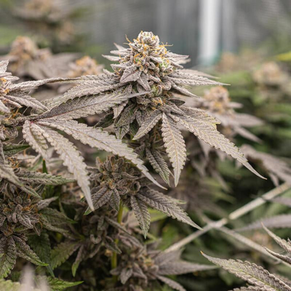 Dynamite Diesel - ROYAL QUEEN SEEDS X TYSON 2.0 | TanieSianie.pl