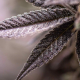 Dynamite Diesel - ROYAL QUEEN SEEDS X TYSON 2.0 | TanieSianie.pl