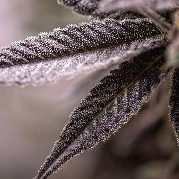 Dynamite Diesel - ROYAL QUEEN SEEDS X TYSON 2.0 | TanieSianie.pl