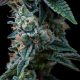 Dynamite Diesel - ROYAL QUEEN SEEDS X TYSON 2.0 | TanieSianie.pl