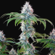 Dynamite Diesel - ROYAL QUEEN SEEDS X TYSON 2.0 | TanieSianie.pl
