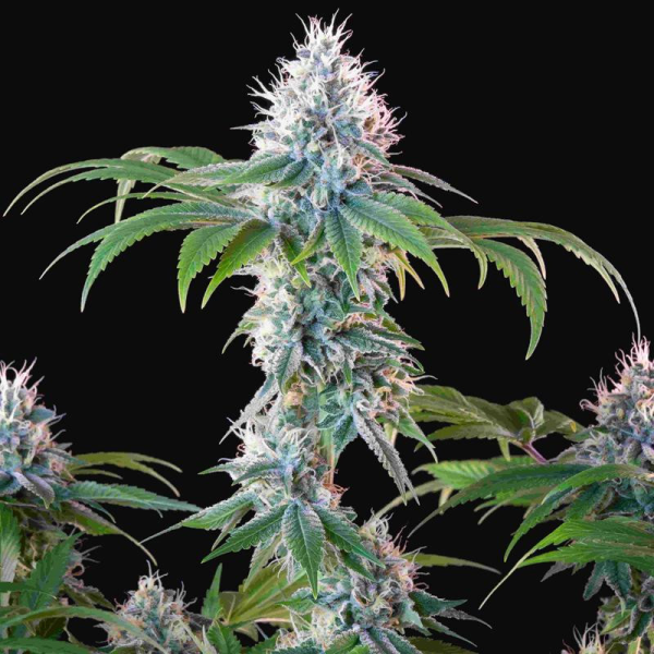 Dynamite Diesel - ROYAL QUEEN SEEDS X TYSON 2.0 | TanieSianie.pl