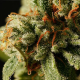 Sweet Deep Grapefruit - DINAFEM | TanieSianie.pl