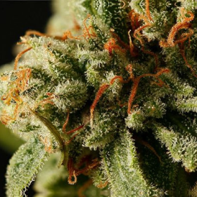 Sweet Deep Grapefruit - DINAFEM | TanieSianie.pl