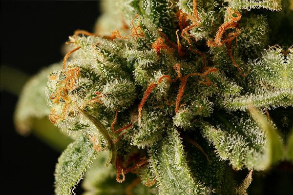 Sweet Deep Grapefruit - DINAFEM | TanieSianie.pl