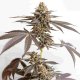 Dynamite Diesel - ROYAL QUEEN SEEDS X TYSON 2.0 | TanieSianie.pl