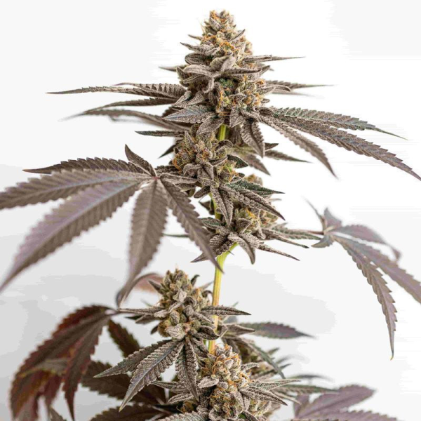 Dynamite Diesel - ROYAL QUEEN SEEDS X TYSON 2.0 | TanieSianie.pl