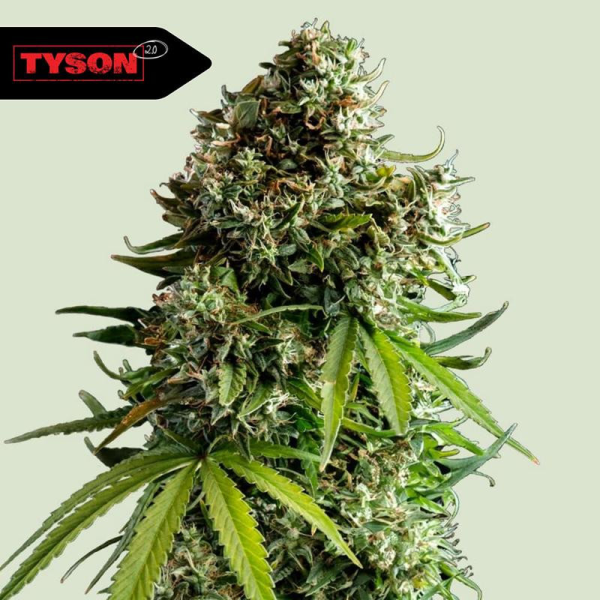 NYC Sour D Auto - ROYAL QUEEN SEEDS X TYSON 2.0 | TanieSianie.pl