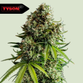 NYC Sour D Auto - ROYAL QUEEN SEEDS X TYSON 2.0