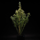 NYC Sour D Auto - ROYAL QUEEN SEEDS X TYSON 2.0 | TanieSianie.pl