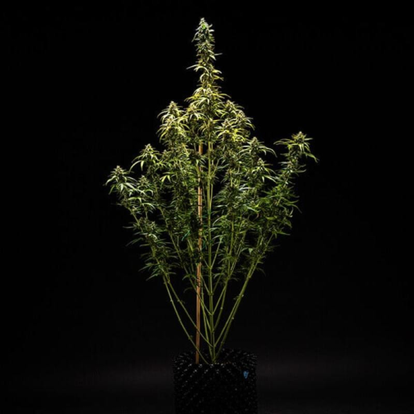 NYC Sour D Auto - ROYAL QUEEN SEEDS X TYSON 2.0 | TanieSianie.pl