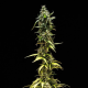 NYC Sour D Auto - ROYAL QUEEN SEEDS X TYSON 2.0 | TanieSianie.pl