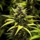 NYC Sour D Auto - ROYAL QUEEN SEEDS X TYSON 2.0 | TanieSianie.pl