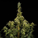 NYC Sour D Auto - ROYAL QUEEN SEEDS X TYSON 2.0 | TanieSianie.pl
