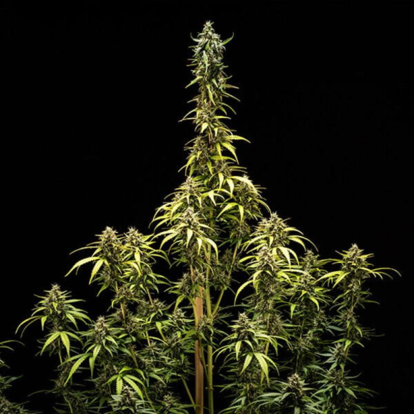 NYC Sour D Auto - ROYAL QUEEN SEEDS X TYSON 2.0 | TanieSianie.pl