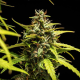 NYC Sour D Auto - ROYAL QUEEN SEEDS X TYSON 2.0 | TanieSianie.pl