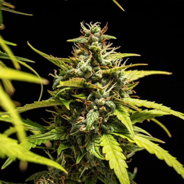 NYC Sour D Auto - ROYAL QUEEN SEEDS X TYSON 2.0 | TanieSianie.pl