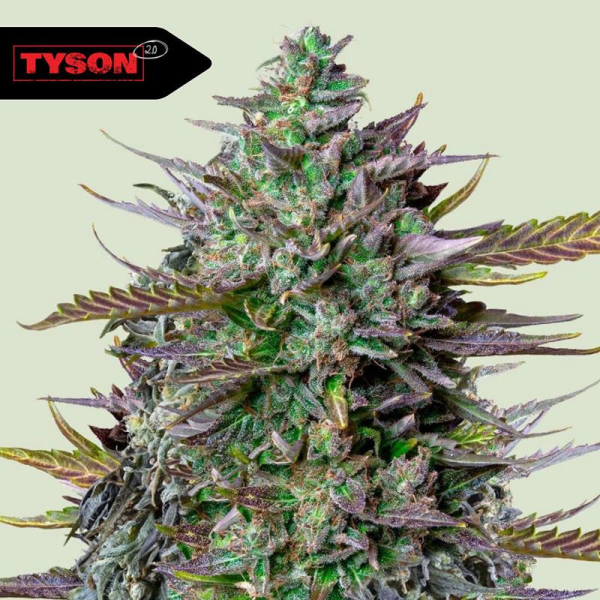 GOAT'lato Auto - ROYAL QUEEN SEEDS X TYSON 2.0 | TanieSianie.pl