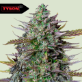 GOAT'lato Auto - ROYAL QUEEN SEEDS X TYSON 2.0