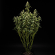 GOAT'lato Auto - ROYAL QUEEN SEEDS X TYSON 2.0 | TanieSianie.pl