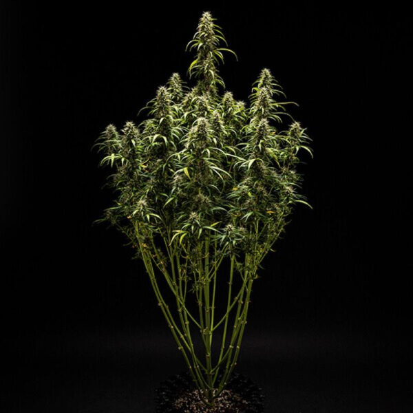 GOAT'lato Auto - ROYAL QUEEN SEEDS X TYSON 2.0 | TanieSianie.pl
