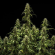 GOAT'lato Auto - ROYAL QUEEN SEEDS X TYSON 2.0 | TanieSianie.pl