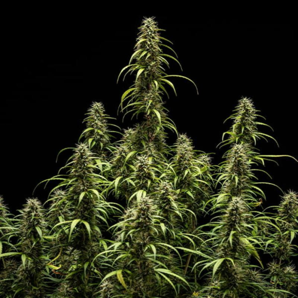 GOAT'lato Auto - ROYAL QUEEN SEEDS X TYSON 2.0 | TanieSianie.pl