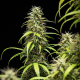 GOAT'lato Auto - ROYAL QUEEN SEEDS X TYSON 2.0 | TanieSianie.pl
