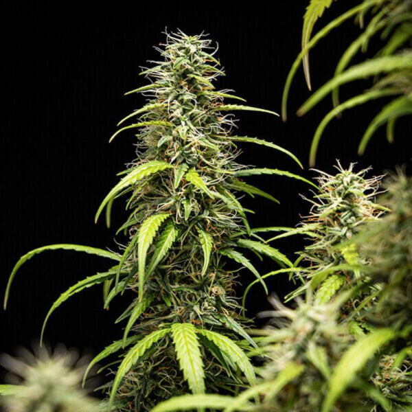 GOAT'lato Auto - ROYAL QUEEN SEEDS X TYSON 2.0 | TanieSianie.pl