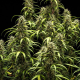 GOAT'lato Auto - ROYAL QUEEN SEEDS X TYSON 2.0 | TanieSianie.pl