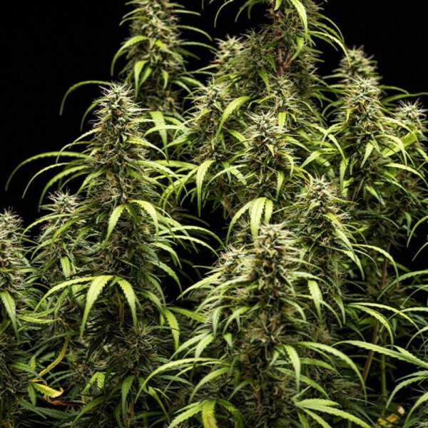 GOAT'lato Auto - ROYAL QUEEN SEEDS X TYSON 2.0 | TanieSianie.pl