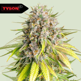 Punch Pie - ROYAL QUEEN SEEDS X TYSON 2.0 | TanieSianie.pl