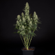 Punch Pie - ROYAL QUEEN SEEDS X TYSON 2.0 | TanieSianie.pl