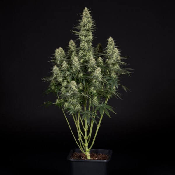 Punch Pie - ROYAL QUEEN SEEDS X TYSON 2.0 | TanieSianie.pl