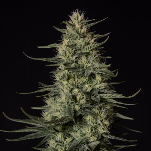 Punch Pie - ROYAL QUEEN SEEDS X TYSON 2.0 | TanieSianie.pl
