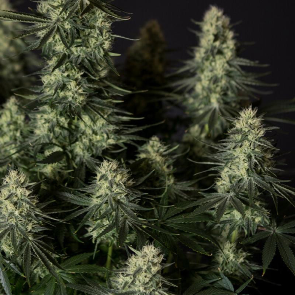 Punch Pie - ROYAL QUEEN SEEDS X TYSON 2.0 | TanieSianie.pl